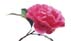 psychic rose, psychic, psychic reading, tarot reading, love psychic, spirits, tarot card readings, psychic over the phone